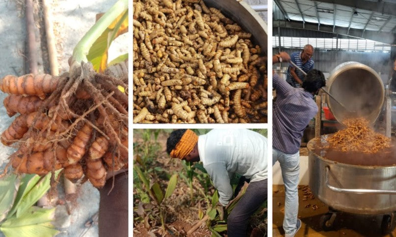 Our next batch of turmeric has been harvested