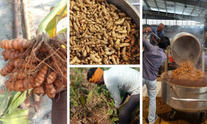 Our next batch of turmeric has been harvested